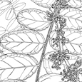  Gleditsia caspica